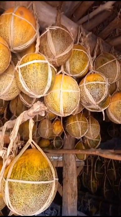 Қауын Шымкент қаласы