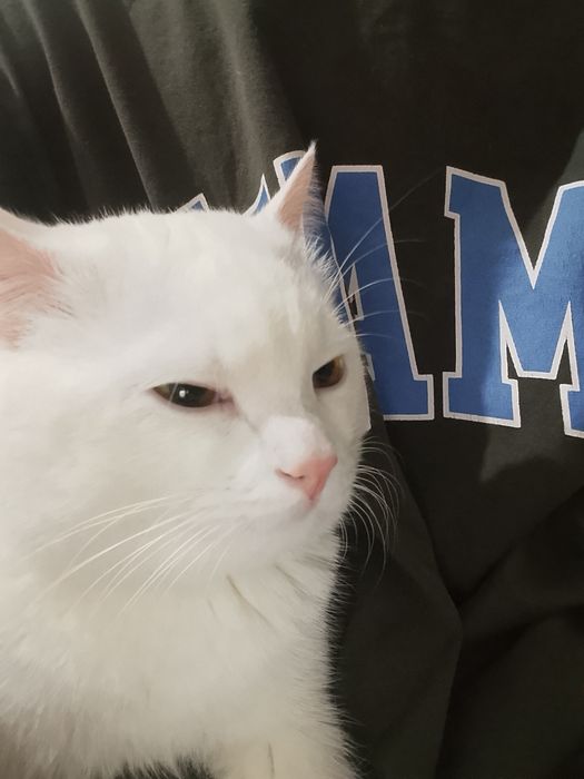 Белый кот ищет хозяина