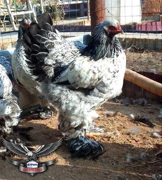 Брама тёмный пух точкалик жужалар сотилади.