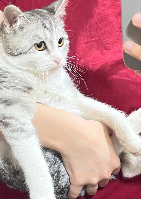 Британский и трёхцветный смешанная