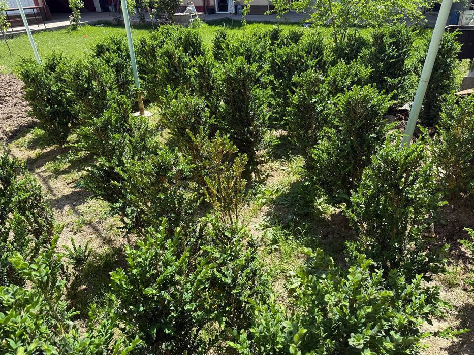 Shamshod, кустик, buta, gul