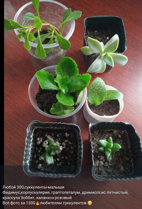 Суккуленты,полянки,укореняшки,срезы