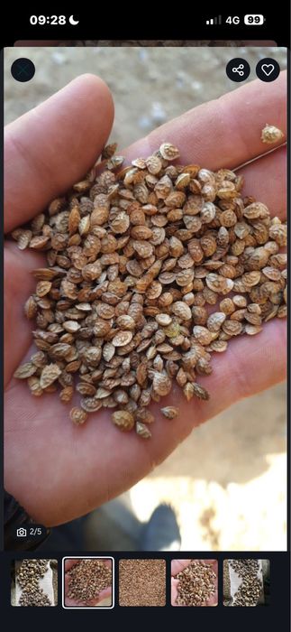 Эспарцет песчаный