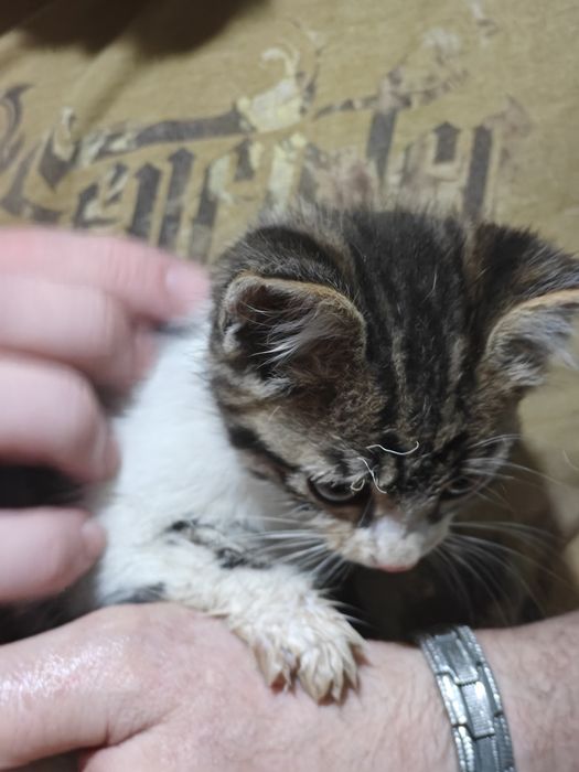 Отдам котенка девочка