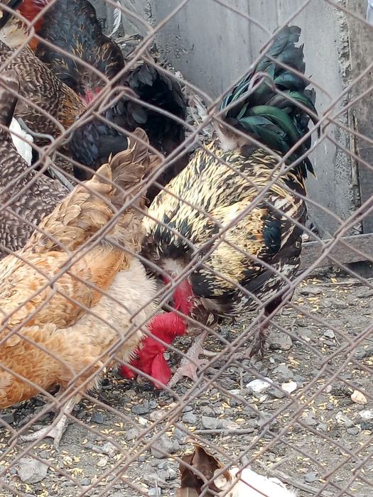 Продам петухов разных пород