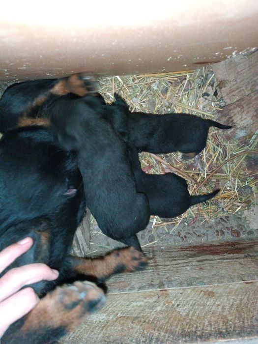 Ягдерьер щенок сатылады