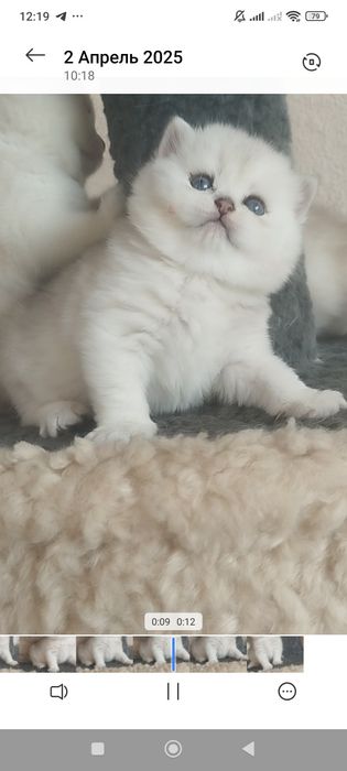 Сотилади Британский Шиншилла Чистокровный Угл &Киз Ота Онаси перевазно