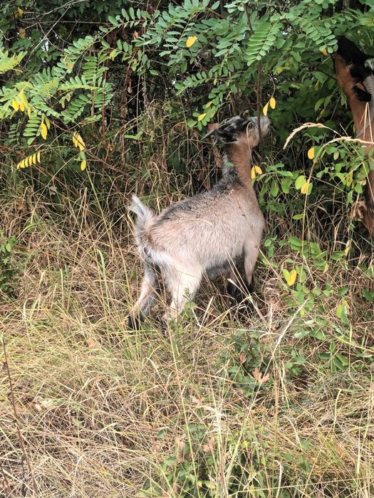 Vând iezi la schimb pe purcei