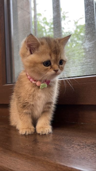 Золотая шиншилла кошка
