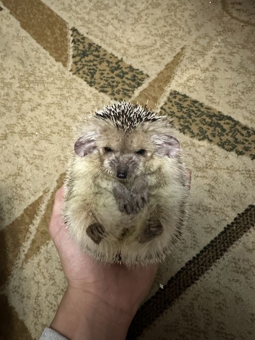 Ежик ручной домашний
