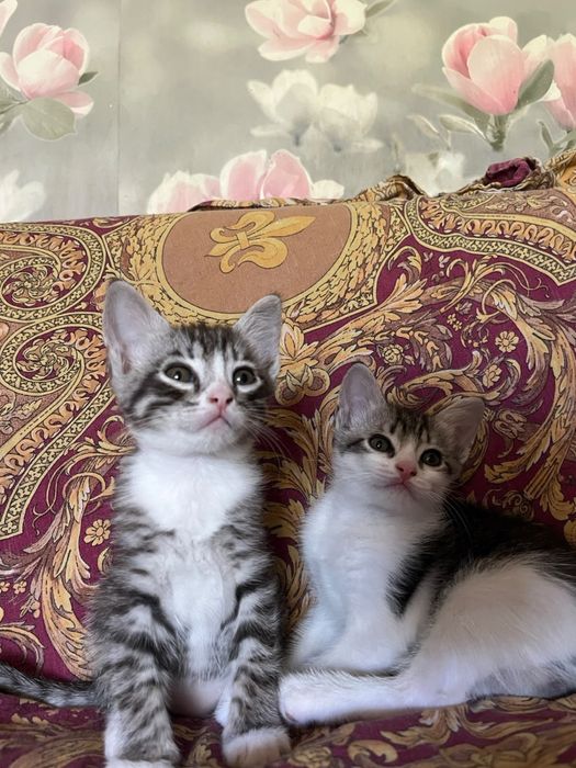 Отдам котят в добрые руки