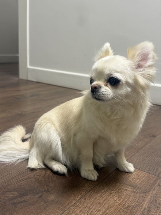 Чихуахуа Длинношерстная