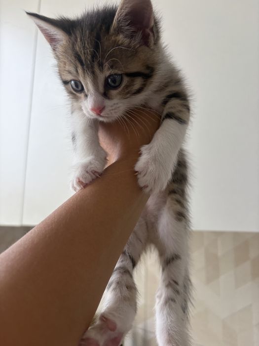 Отдам котенка мальчик
