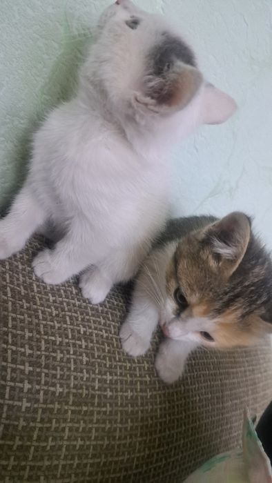 Отдам котят в добрые,любящие руки!