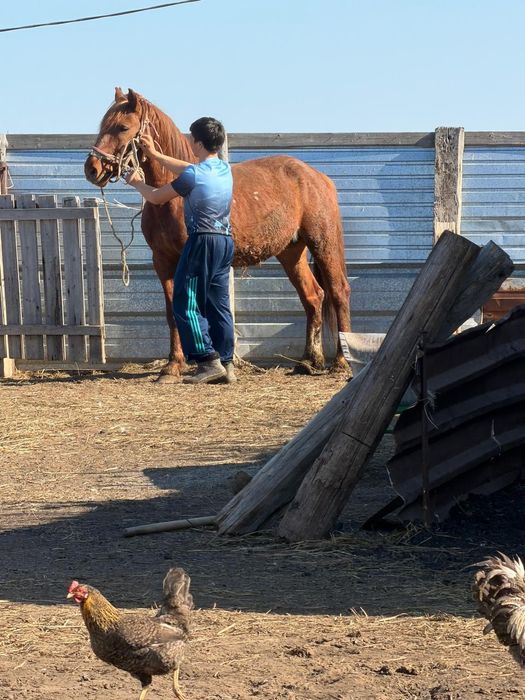 7 летка конь  красный