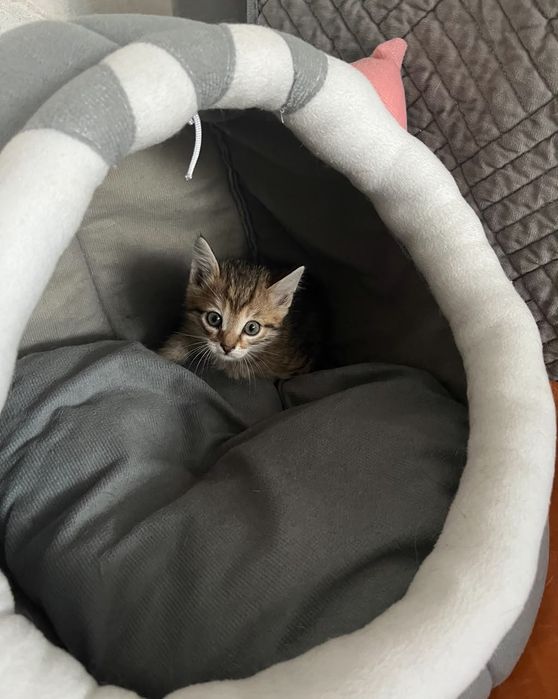 Отдам котят в добрые руки