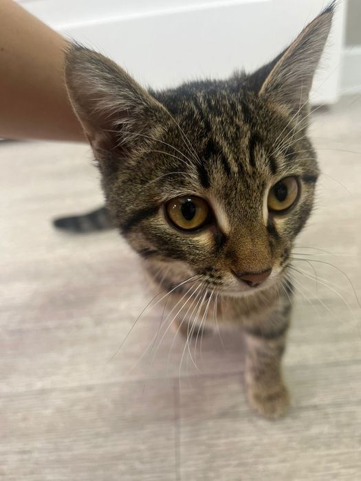 Отдам кошку табби, в добрые руки