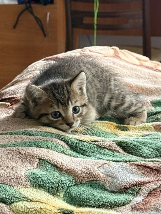 Продам шотландских котят