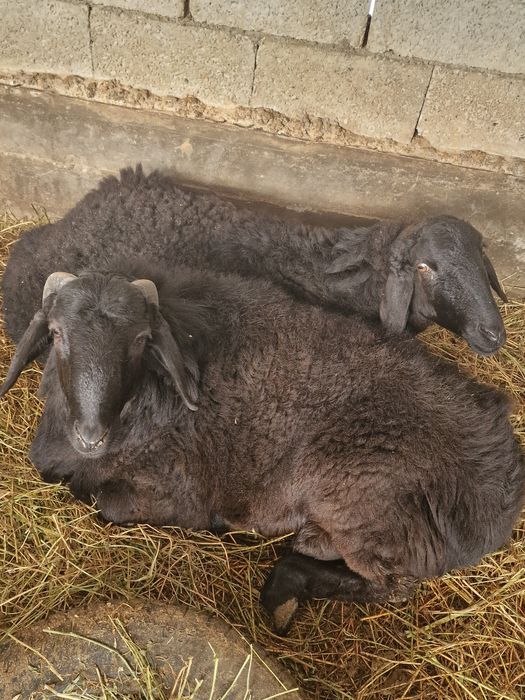 Кошкар,  кошакан