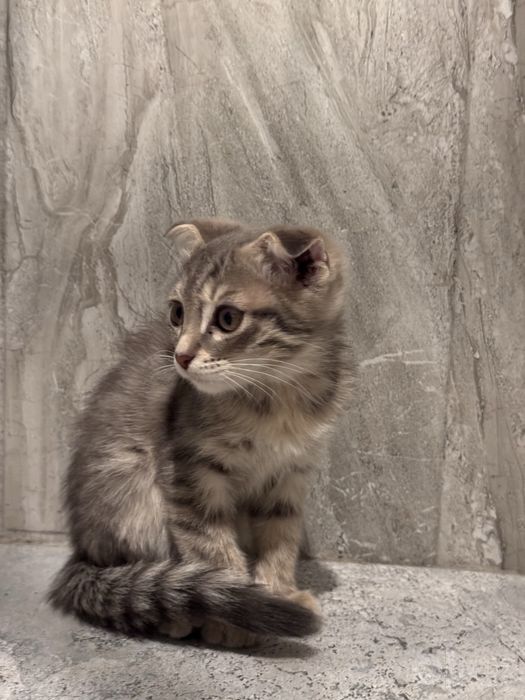 Шотландские вислоухие котята