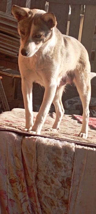 Кушиктер сатылады