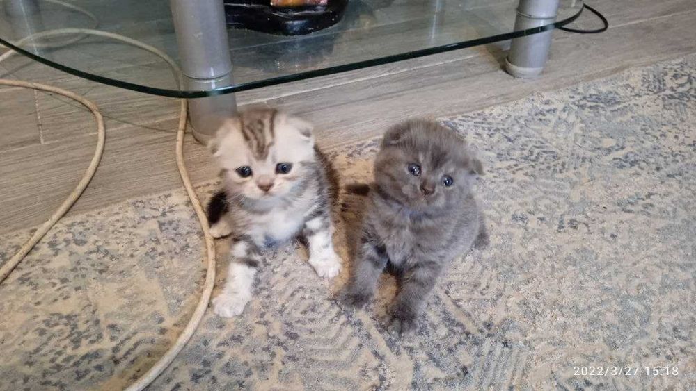 котята вислоухие