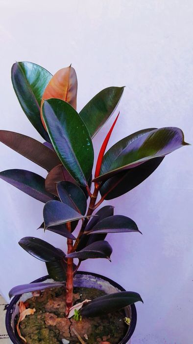 Natascha McElhone porno rasmlar