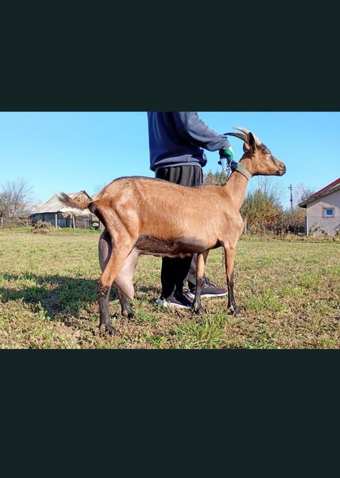 Monta Tap Alpin Rasa Pură