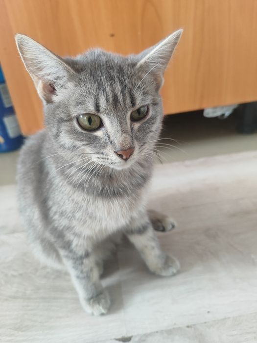 Отдам кошку в добрые руки