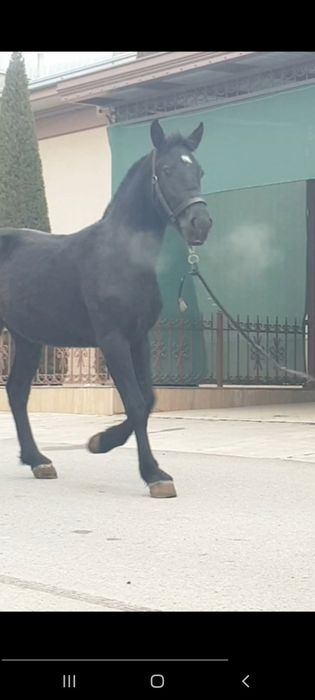 Po'lsha slaska ot sotiladi