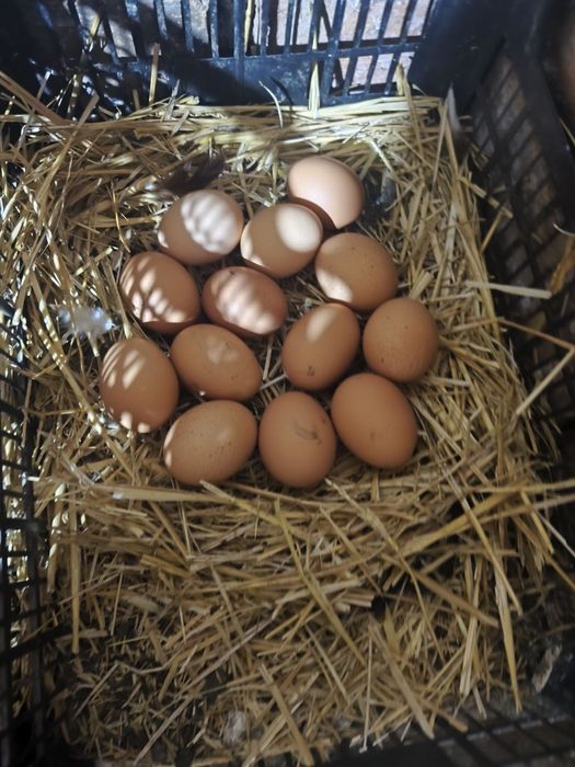 Продавам 20 бр. кокошки носачки на възраст 8-12 м.