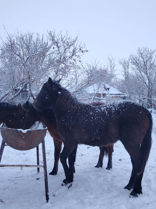 Кабылки 1,5 годовалые