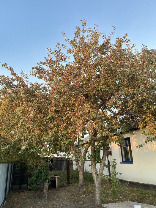 Продам дом , с Новоямышево