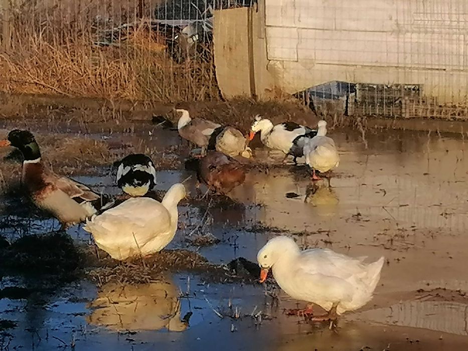 Rațe, diferite feluri, gâște, bibilici de vânzare. Iași