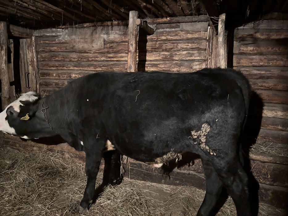 Продам бычков стоит на откорме