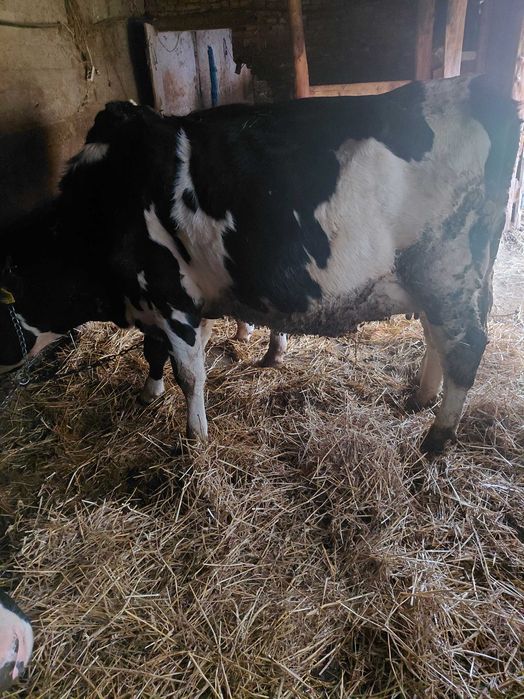 Vand vaci si jurinci