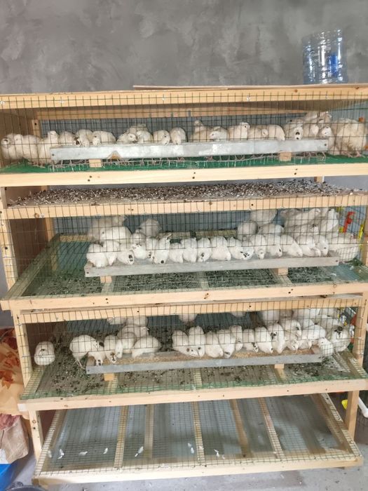 Bedana sotiladi 
Narxi 28000
Endi tuxumga kirvoti
Soni 111 ta