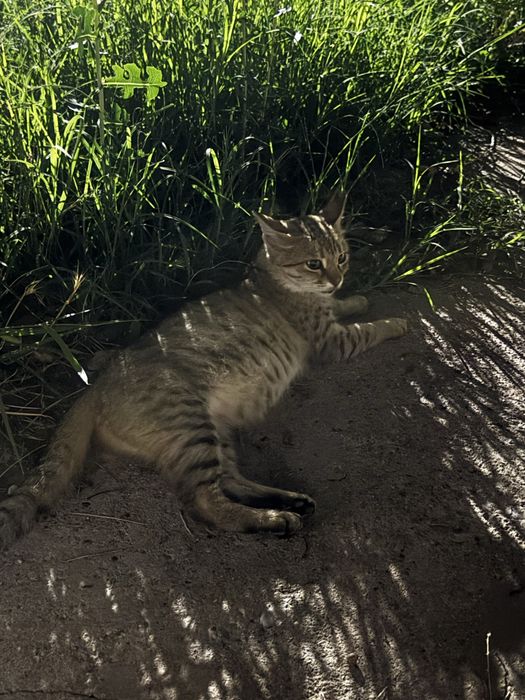 Кошка беременая