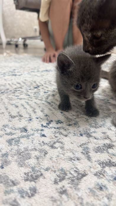 Отдам котят в добрые руки!