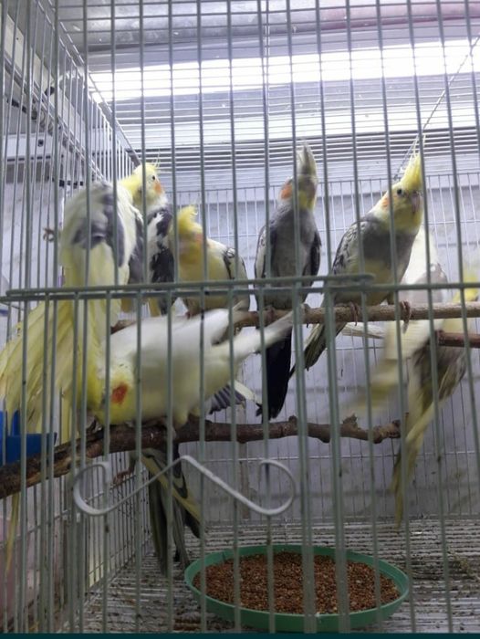 Попугаи__Кореллы