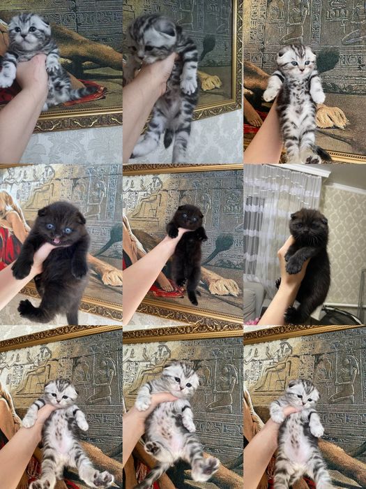 Продаются шикарные мишки