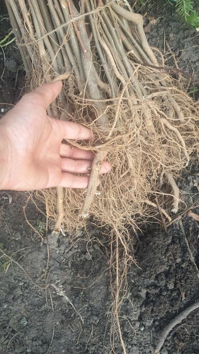 Vând puieți. Salcam pin molid brad stejar arin plop