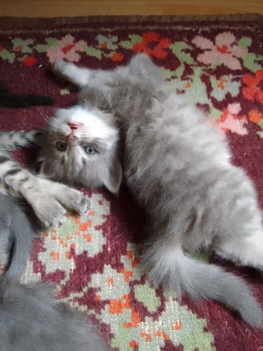 Отдадим котят в добрые руки