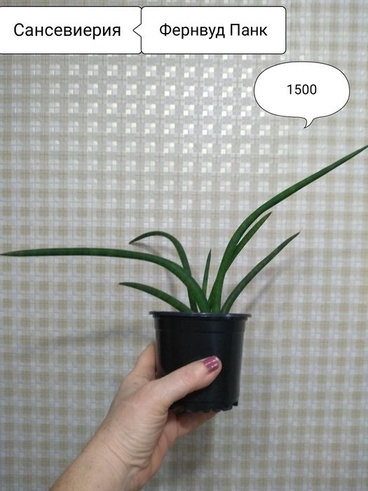 Продам Сансевиерии
