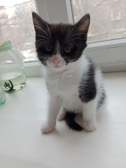 Котенки девочки 1 месячный