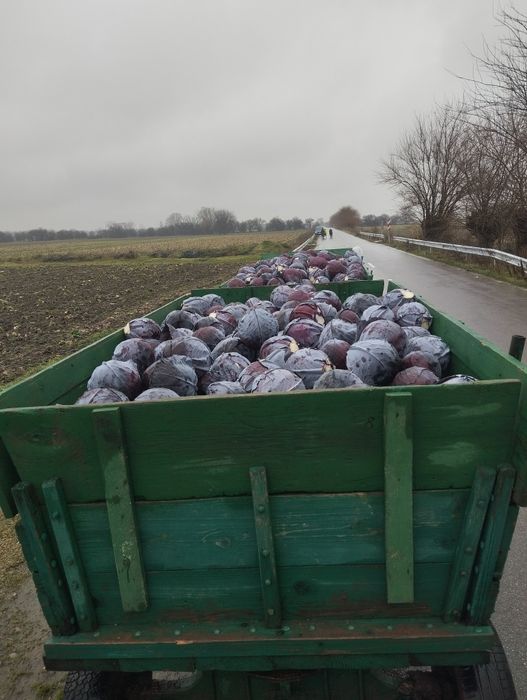 Продавам Червено Зеле!