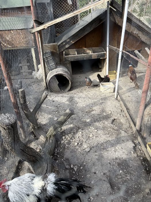 Продавам фазани-мъжки и женски