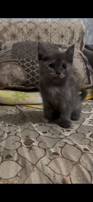 Котята в хорошие руки