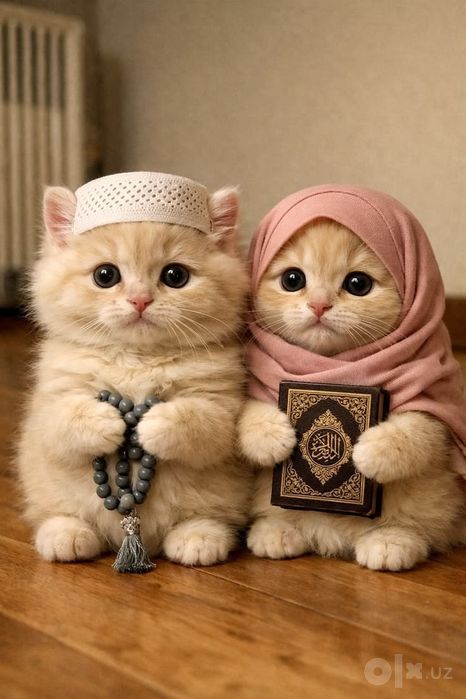 Передержка кошек