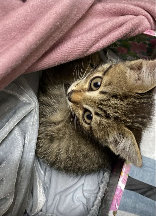 Котенок ищет себе дом